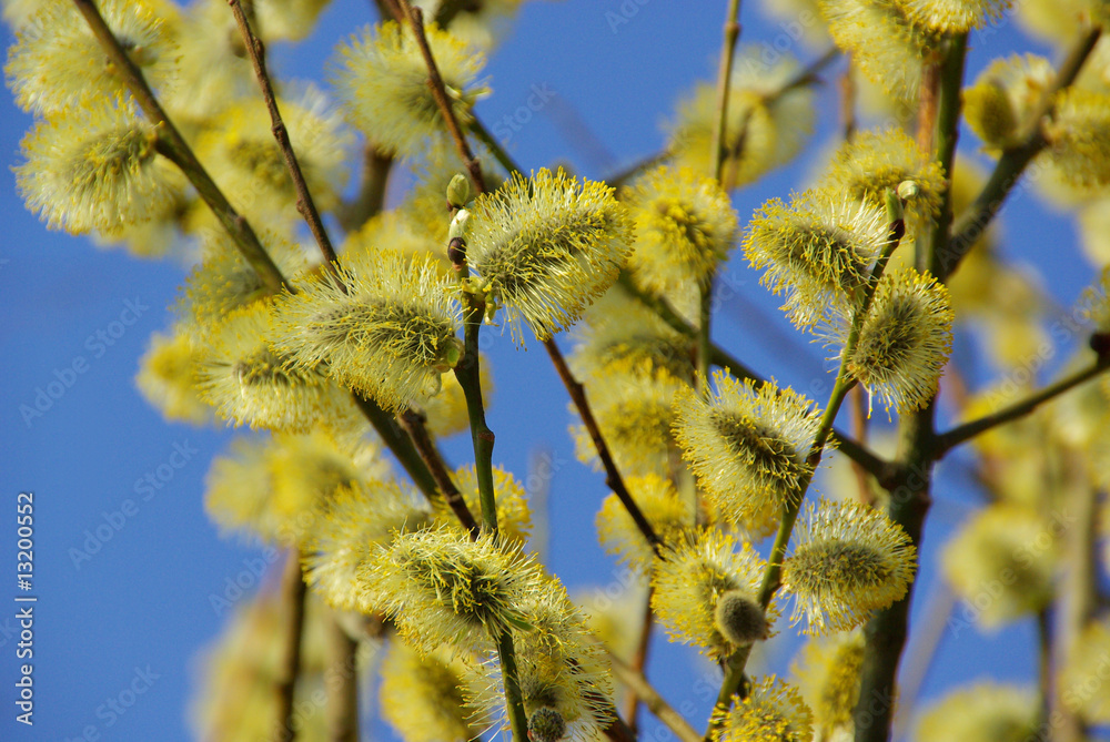 Weidenkätzchen - catkin 24 Weidenkätzchen - catkin 24