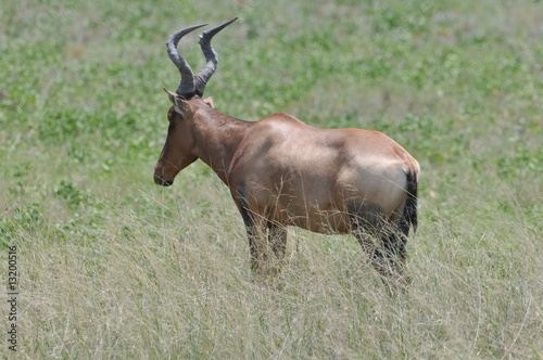 Red hartebeest in high grass