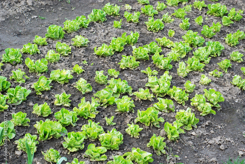 Bild auf Leinwand Green salad