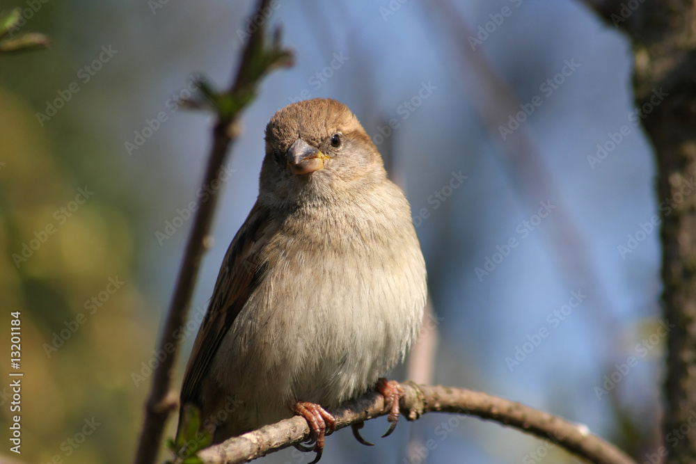 Obraz premium Spatz