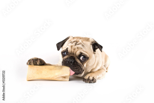 puppy pug chewinf on a bone photo