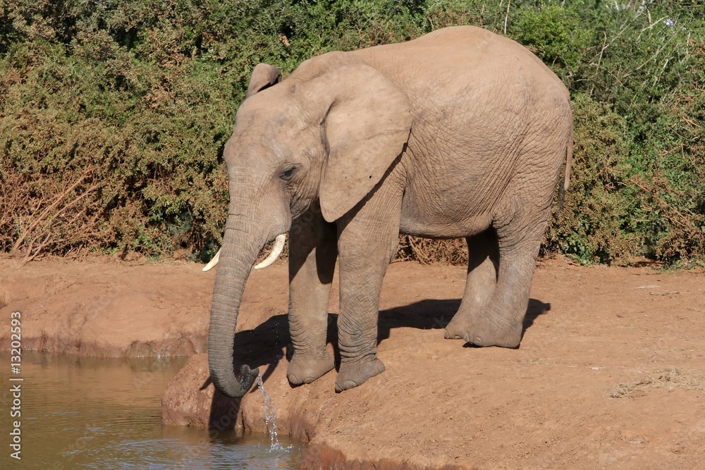 Fototapeta premium Elephant Drinking Water