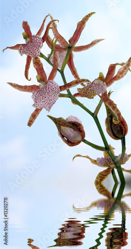 Parfum d'élégance photo