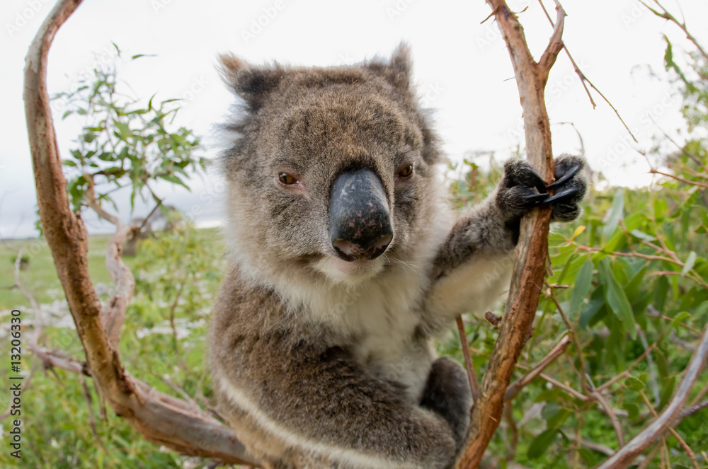 Fototapeta premium Koala in a gum tree Australia