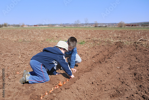 Boys sowing onion