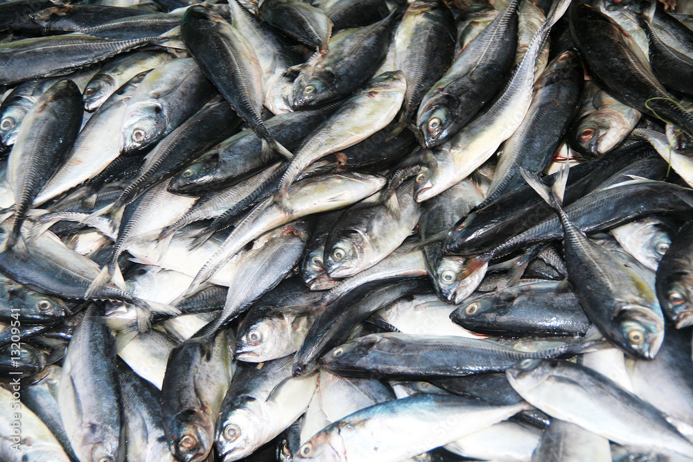 Obraz premium fish