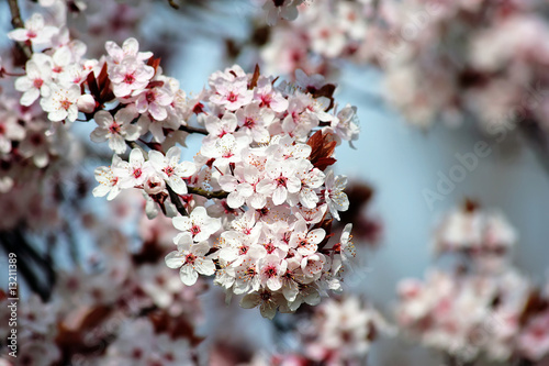 Tree with romantic blossom in spring