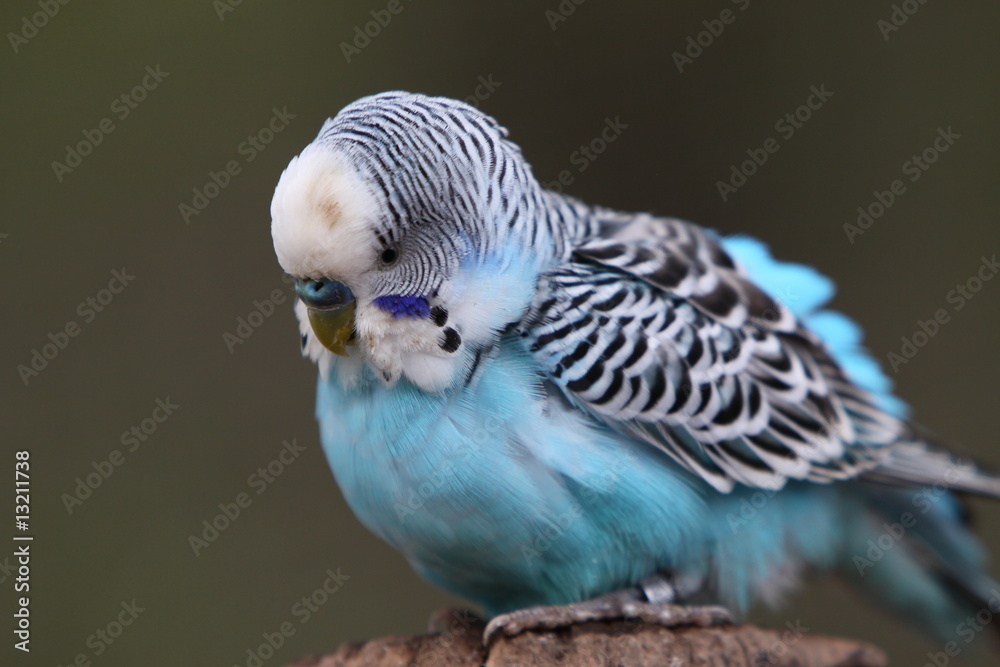 Fototapeta premium Wellensittich