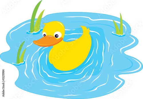 a swiming duck