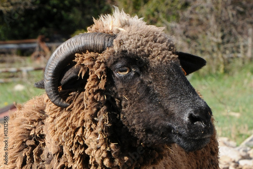 tête de bélier