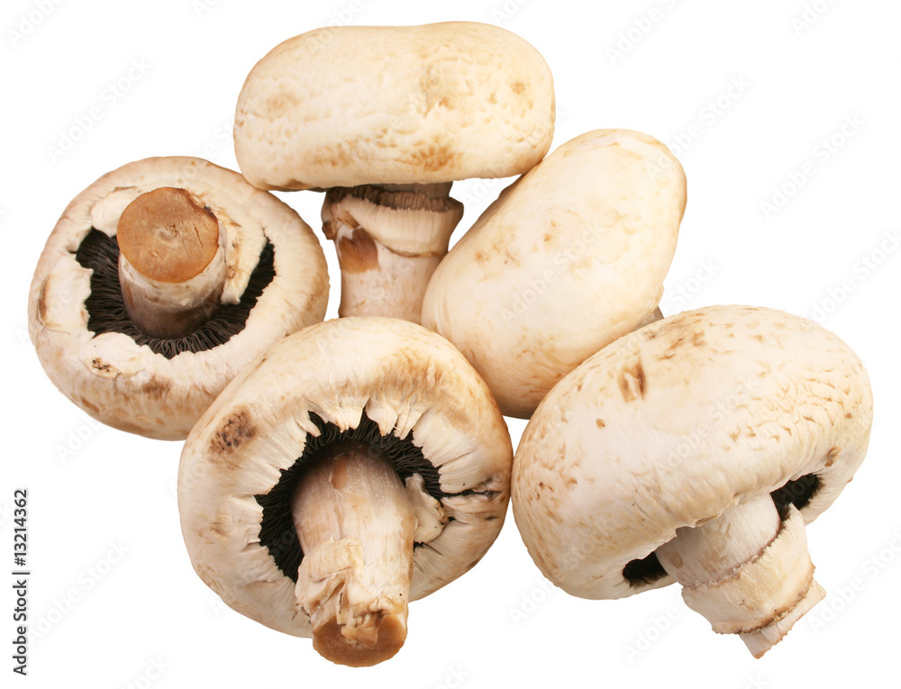mushrooms mushrooms