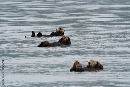 Alaskas Seeotter