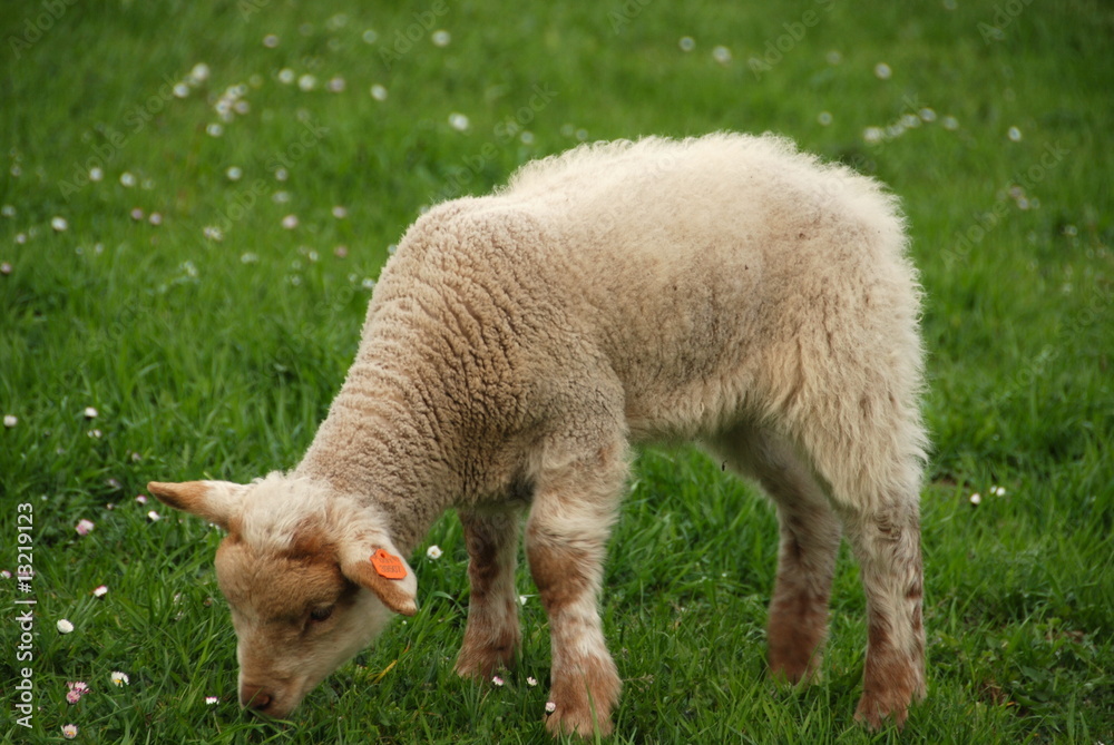 Obraz premium Lamb on the grass