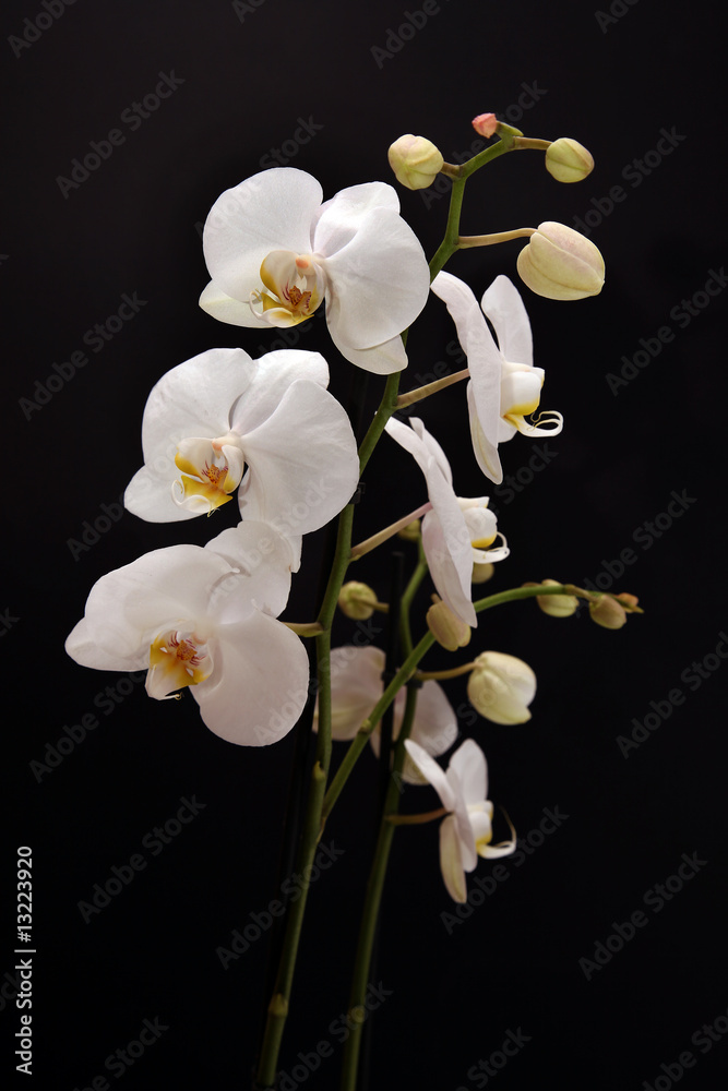 Fototapeta premium white orchid