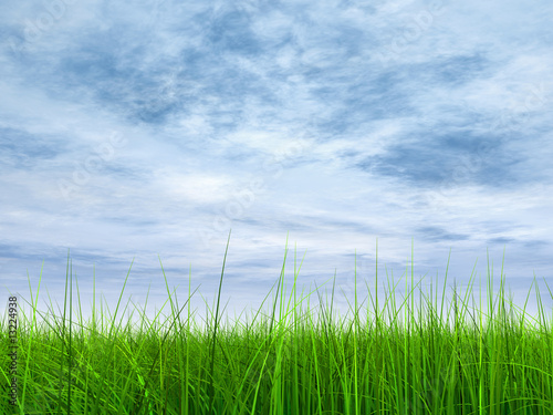Fototapeta Naklejka Na Ścianę i Meble -  green grass over a blue sky with white clouds as background