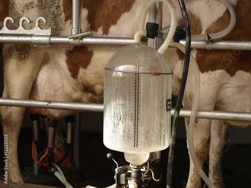 Milking machine pumping milk. photo