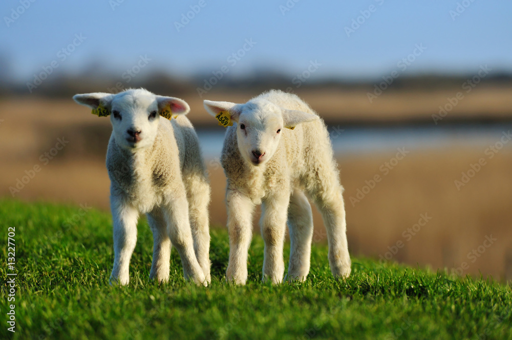 Obraz premium curious lambs in spring