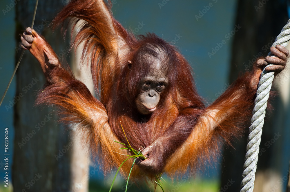 Naklejka premium cute orangutan