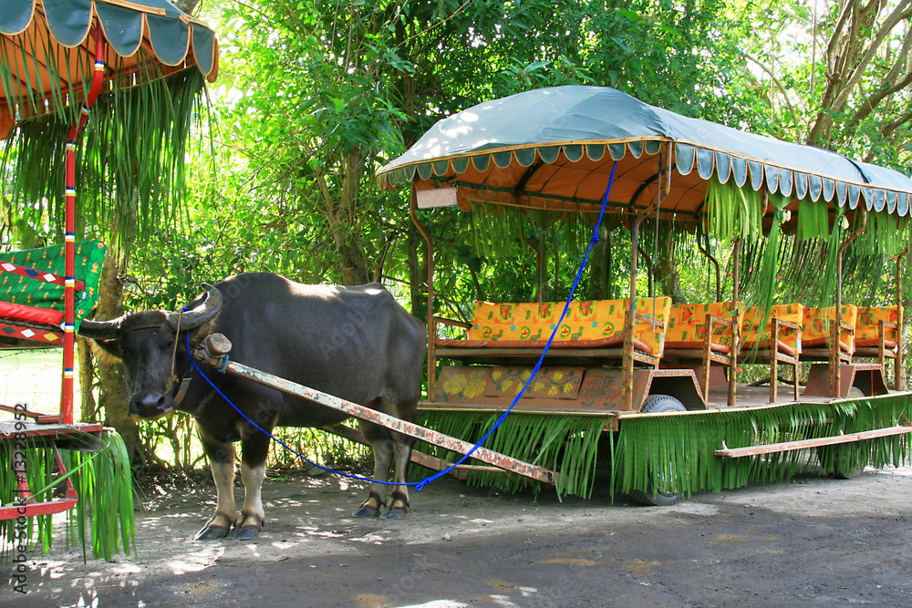 carabao ride Stock Photo | Adobe Stock