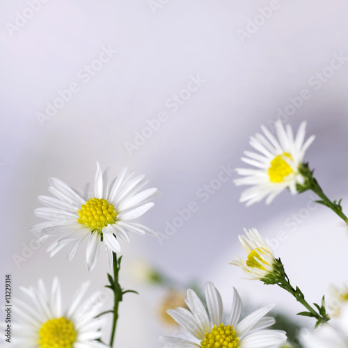 фотографія A beautiful border from white Daisies. Shallow depth of field.