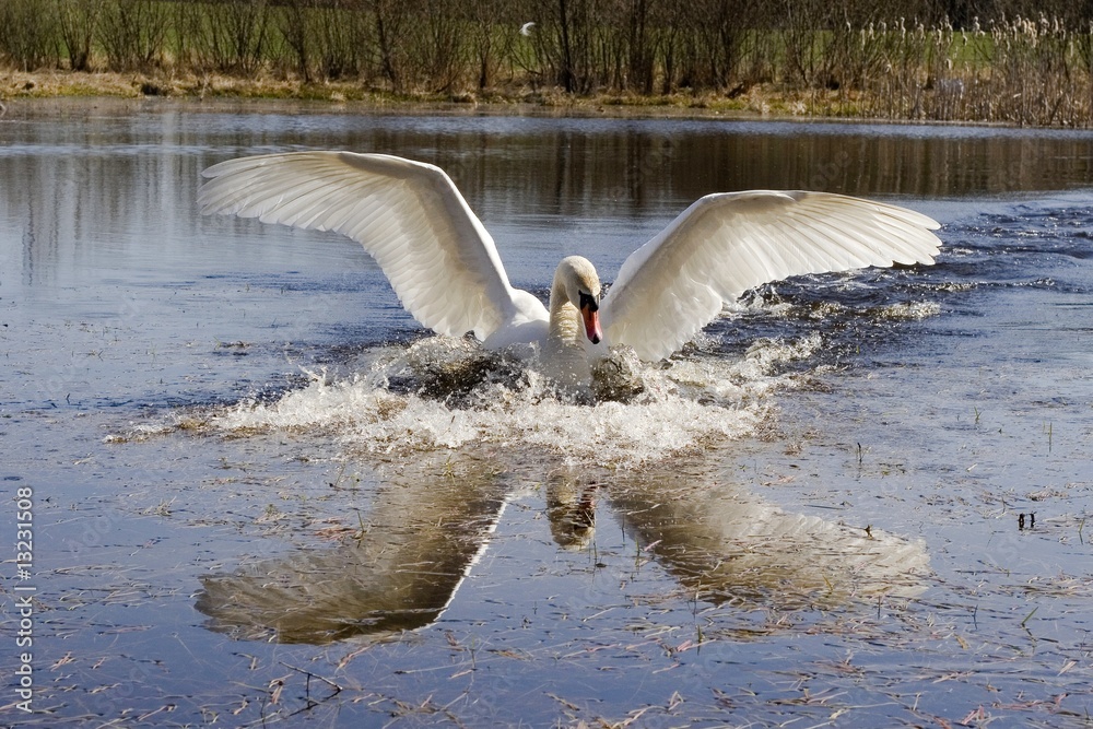 łabędź