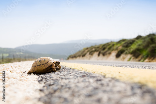 Tortoise On The Road