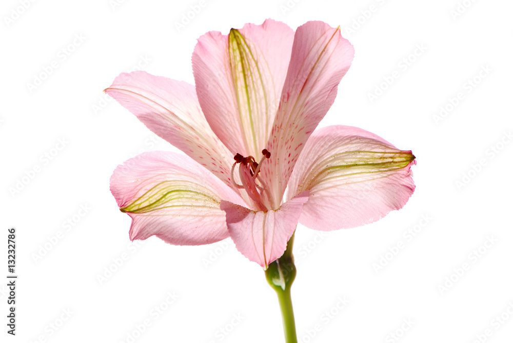 Fototapeta premium Alstroemeria flower