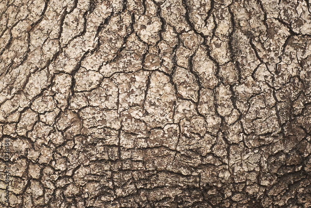 Textured Wood Textured Wood