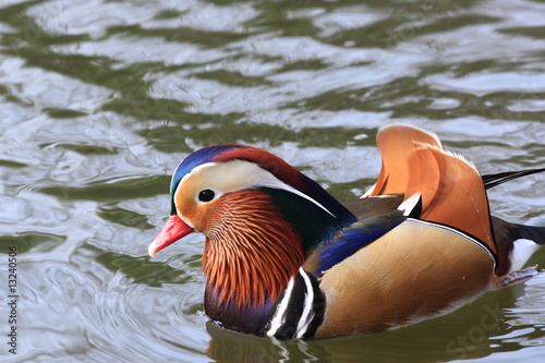 a colorful mandarin duck swimming on water