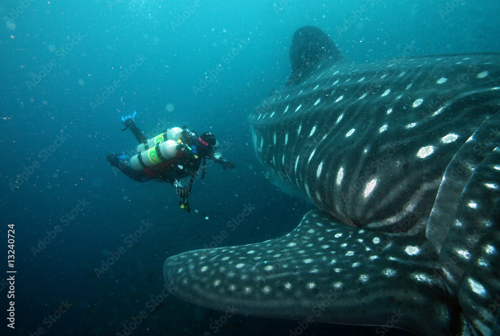 Fototapeta premium scuba diver approaching whale shark in galapagos islands
