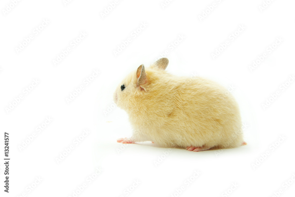 hamster