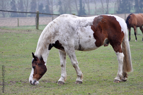 Reittiere