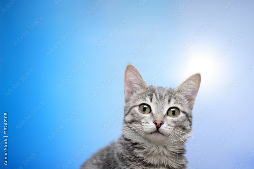 Tabby-cat portrait