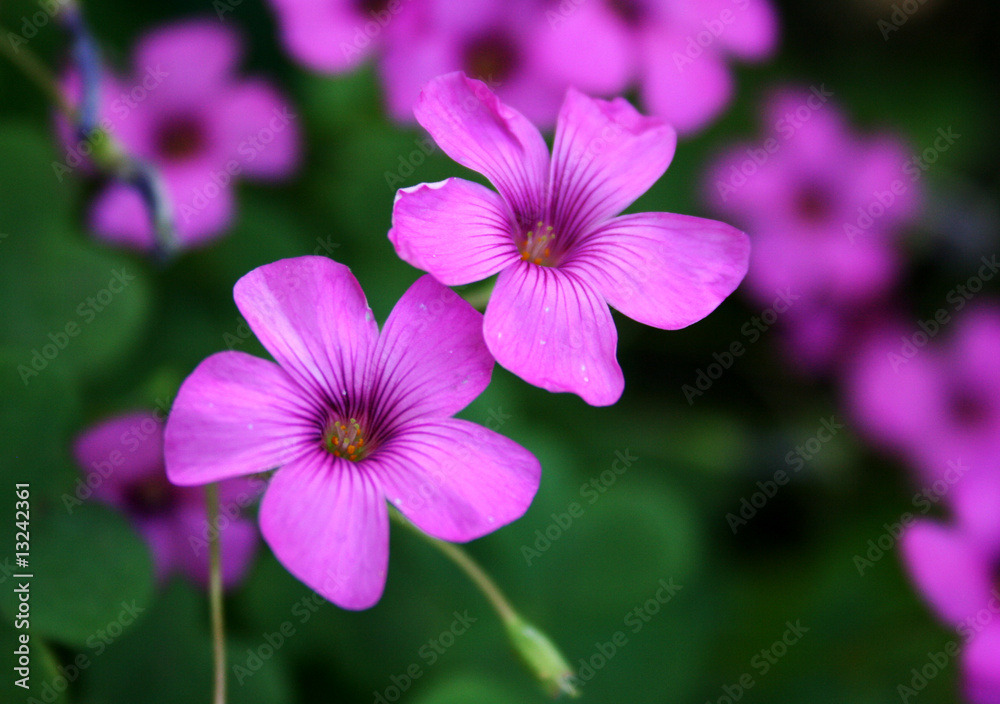 Oxalis rubra Oxalis rubra