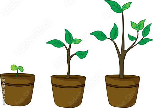 pot plants