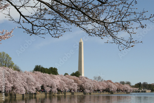 Bild auf Leinwand cherry blossom festival