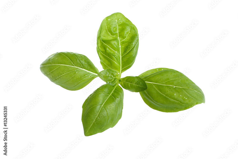 Fresh Basil Fresh Basil