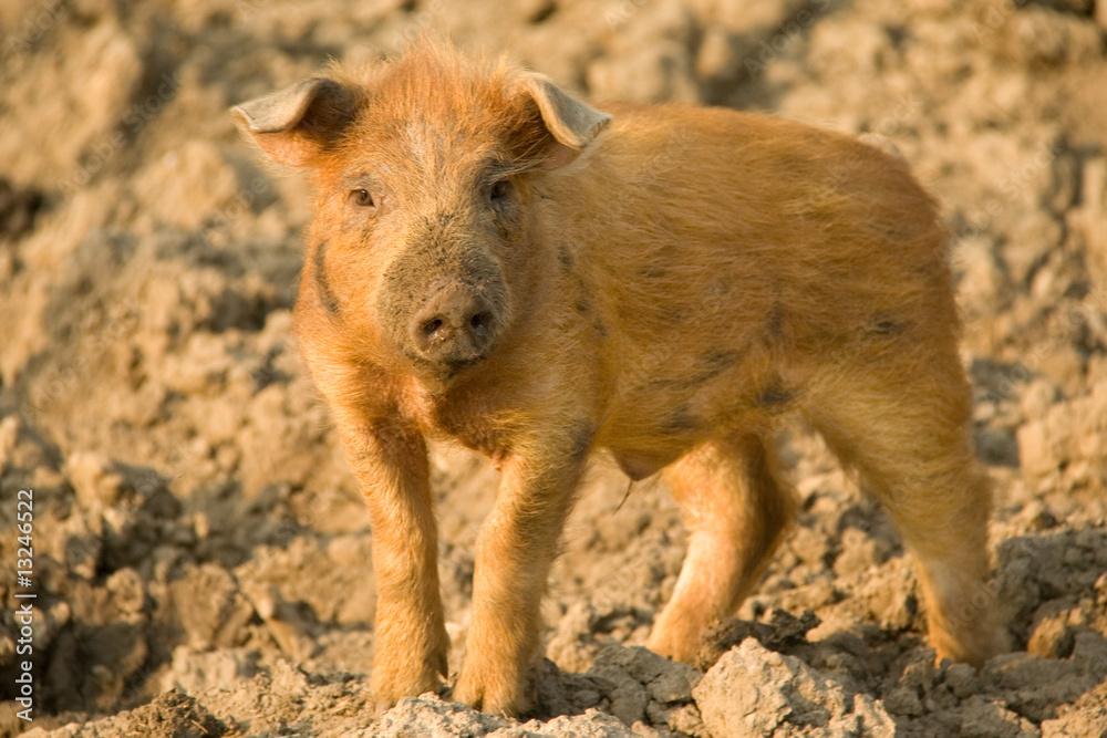 Ferkel Ferkel