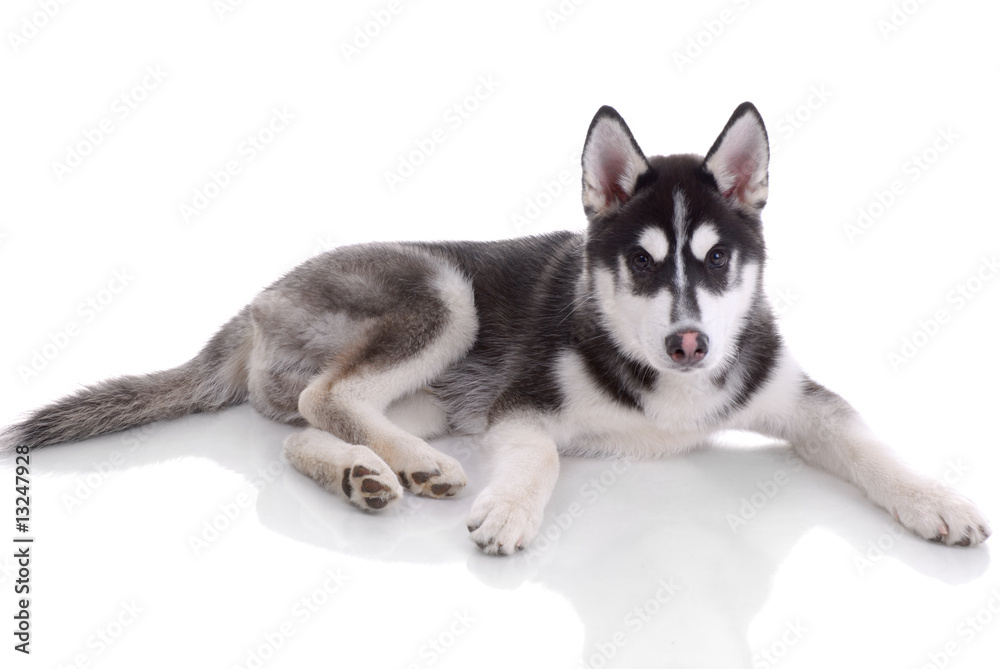 Siberian husky dog isolated on a white background