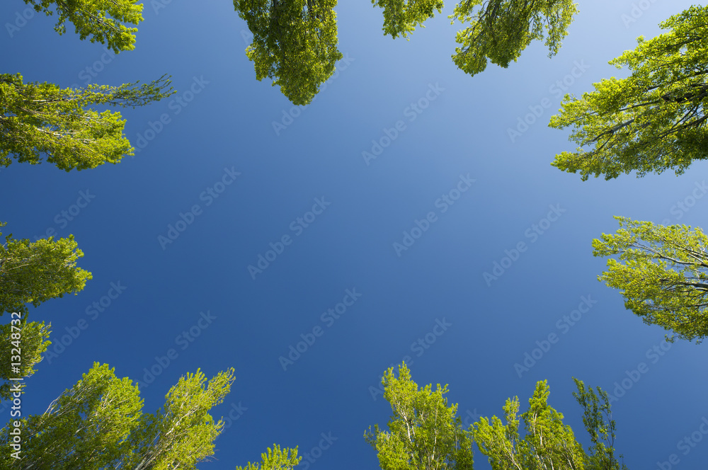 Fototapeta premium Alberi verso il cielo