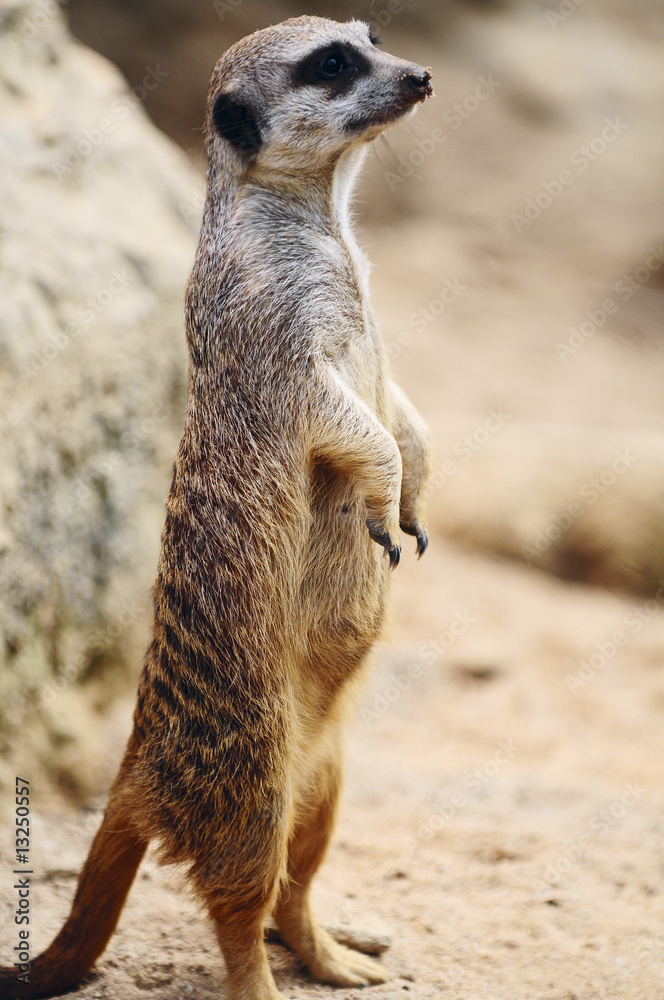 Fototapeta premium Erdhörnchen