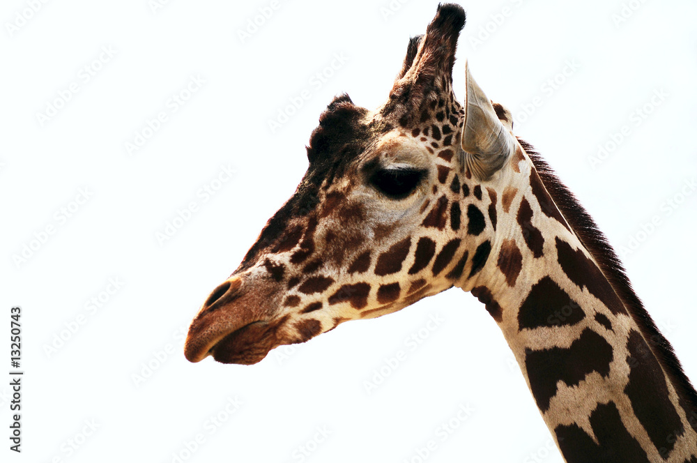 Obraz premium girafe