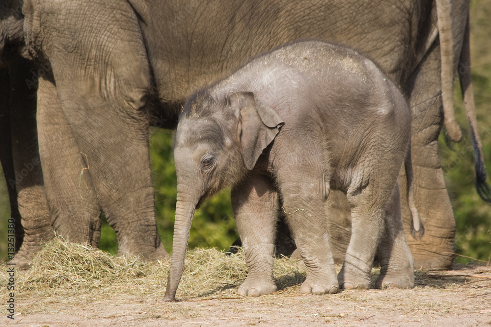 Fototapeta premium Female asian baby elephant
