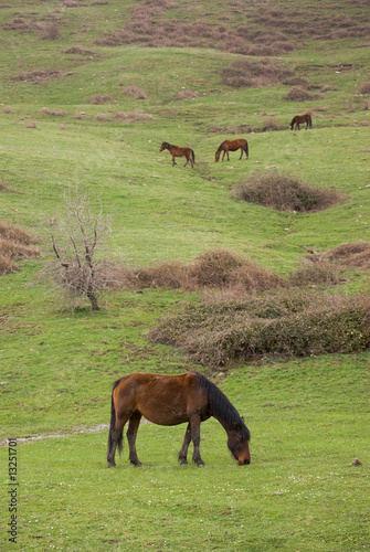 group horses grazing in green meadow