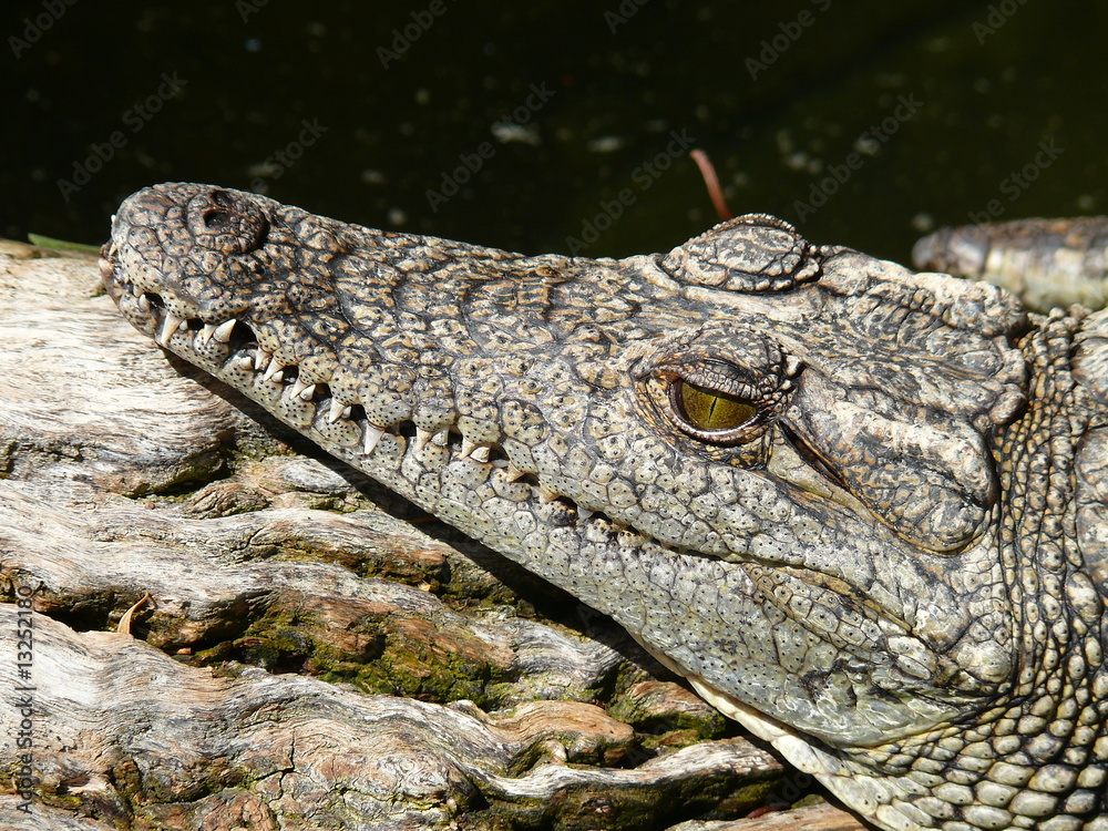 Fototapeta premium Nilkrokodil zeigt Zähne