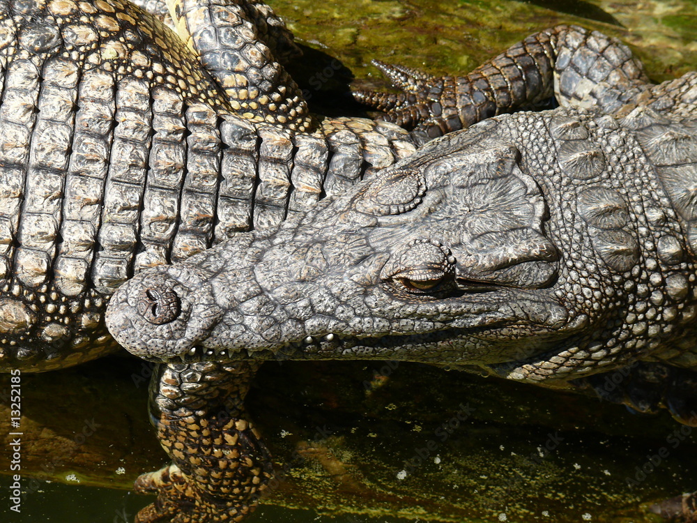 Fototapeta premium Zwei Nilkrokodile