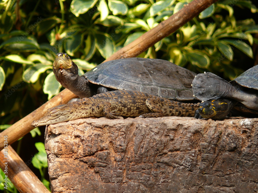 Obraz premium Krokodil und Schildkröte