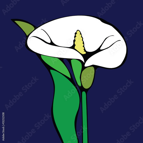 Calla Lily