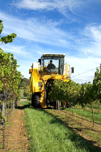 Harvesting Grapes
