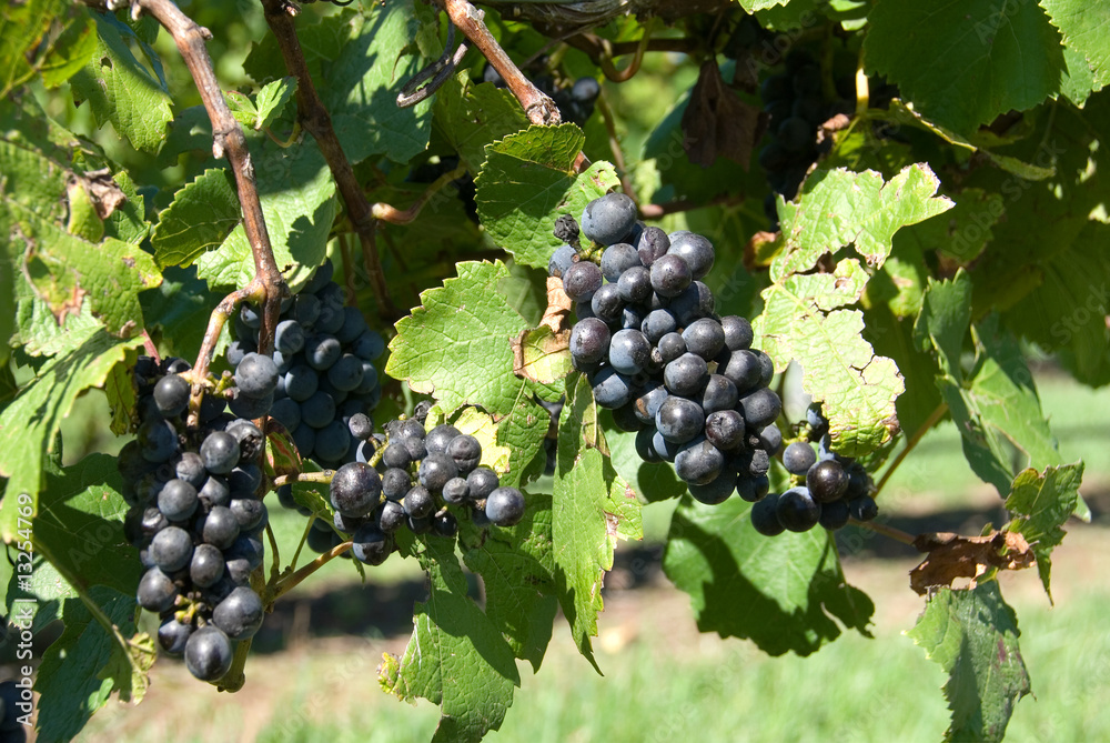 Bunches of Grapes